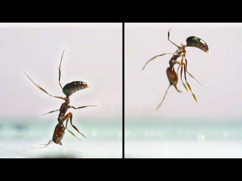 Ants that Love to Bounce. Your Daily Dose Of Internet.