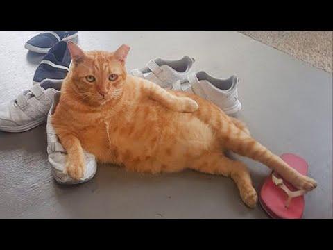 When God sends you a silly cat #Video