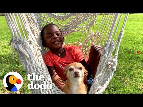 Kid Writes Most Heartfelt Letter To His 16-Year-Old Chihuahua #Video