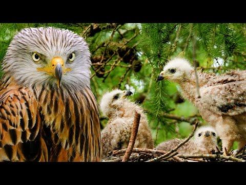 Red Kite Chicks Grow Up Wild & Fierce | Robert E Fuller #Video