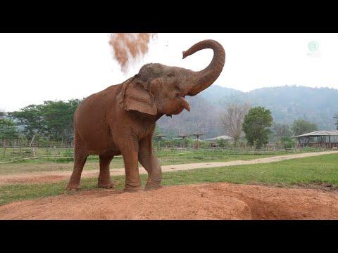 Grandma Siri’s New Life at ENP! - ElephantNews #Video