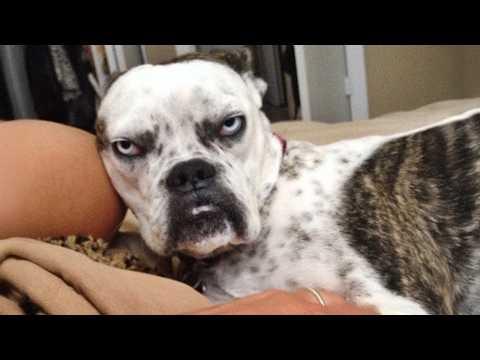 I Wasn't Prepared For The Dogs' Attitude