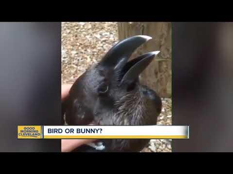 What do you think...bird or bunny?