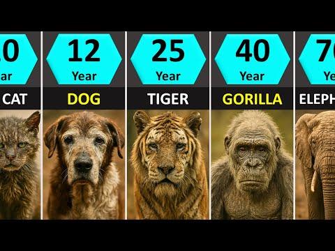 Animal Lifespans Compared: Shortest to Longest #Video