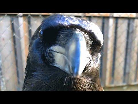 Woman takes disabled raven under her wing #Video