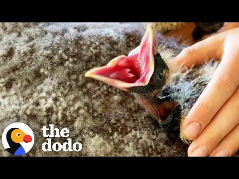 Magpie Asks For Belly Rubs From Her Favorite Kid #Video