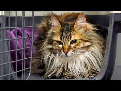 A Cat So Beautiful She Doesn't Look Real #Video