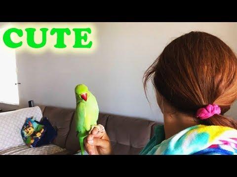 Parrots Playing Peekaboo Compilation