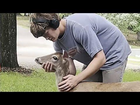 The deer that lived like no other #Video