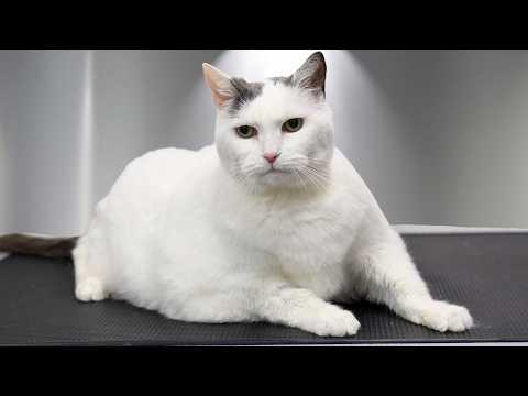 She Walked Into My Salon Like a Bowling Ball with Whiskers #Video