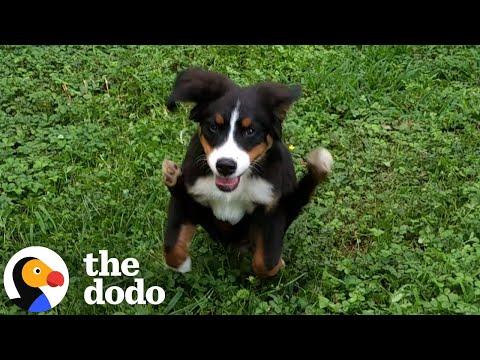 We Dare You Not To Adopt This Puppy #Video