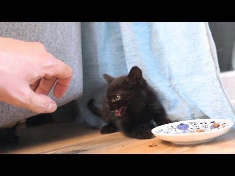 We Released A Little Black Devil In Our House And Now We Can't Catch Him #Video
