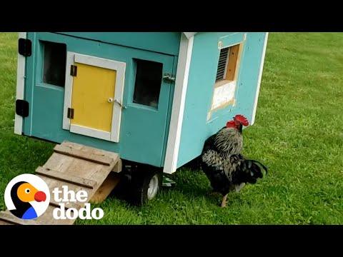 Rooster Sprints To His Wife Every Single Morning #Video