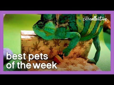 Is This The World's Coolest Chameleon? | Best Pets of the Week