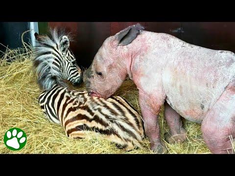 Orphaned baby rhino and zebra strikes beautiful friendship #Video