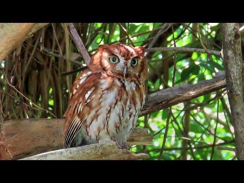 Mother Eastern Screech Owl Red Morph - A Meditation