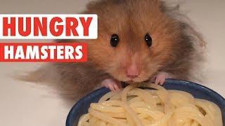 Hungry Hungry Hamsters | Funny Pet Videos 2018