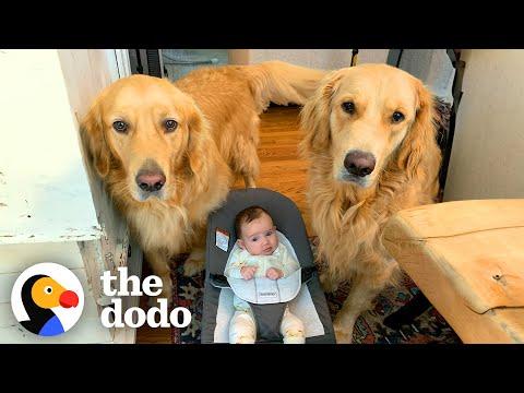 Golden Retriever Brothers Are Their Human Sister's Shadow #Video