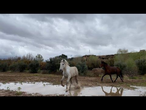Horse herd running after the rain! #Video