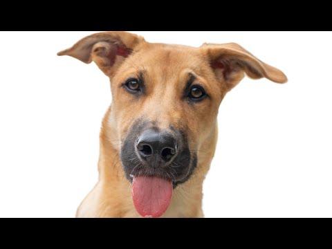 Most common dog name in the world | Adorable rescue mutt #Video