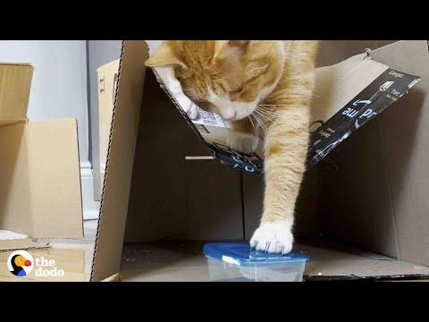 Cat Who Loves Tupperware More Than Anything Gets A Special Delivery #Video