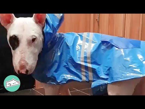 Heartbroken Bully Was Thrown In The Pound. Now He Tornadoes Around The House #Video