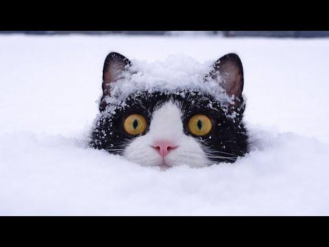 You Can’t Stop Laughing At These Cats Against Snow! #Video