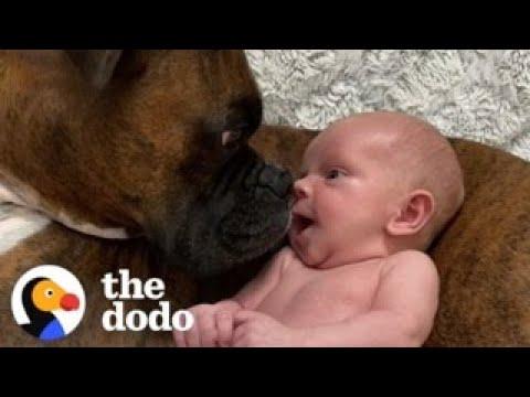 Baby Takes His First Steps Straight To His Dog #video