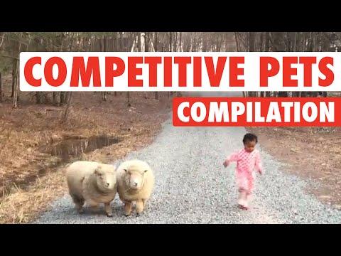 Ultimate Pet Competitions || Competitive Pets
