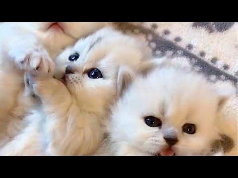 Snuggly Snowy Kittens Video