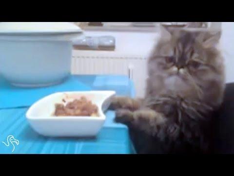 Table Manners For Cats In 5 Easy Steps