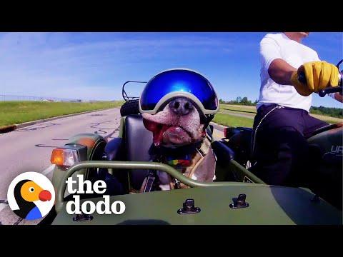 Senior Pittie Begs His Dad To Ride Shotgun On His Motorcycle #Video