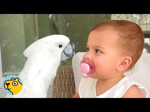 Saved Cockatoo Becomes A Baby’s Second Mom #Video