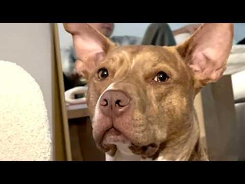 'Mean' pitbull is actually the biggest baby #Video