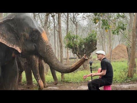Singing for Animals Compilation #Video