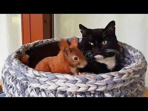 A House Cat Became the Foster Parent of an Abandoned Squirrel! #Video