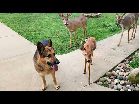 When Police Dog Brings Home Random Friends #Video