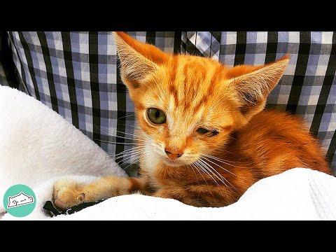Couple Went For Pizza But Found Tiny Kitten Instead #Video