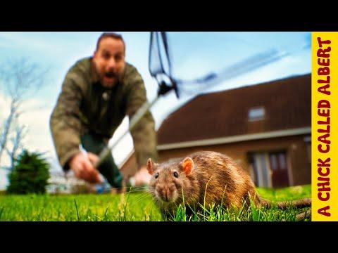 27 Rats Attacked my Birds and I TRAPPED all of them Alive #Video