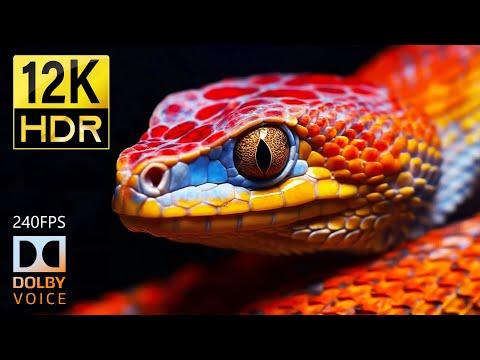 WORLD OF ANIMALS IN DOLBY VISION™ - 12K HDR 240FPS ( Incredible Beauty ) #Video