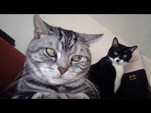 Isn’t Having Two Cats the BEST?! #Video