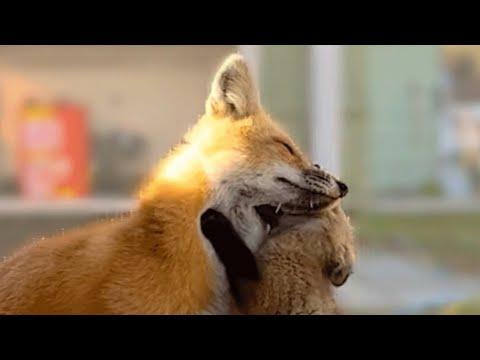 Kind fox adopts babies who lost mom #Video