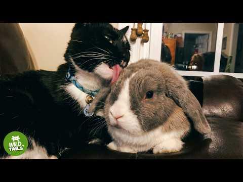 This Feisty Cat Had An Attitude With Everyone...Except His Bunny Best Friend #Video