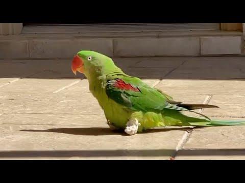 Parrot Learns To Walk On Tiny Boots After Losing Her Feet. #Video