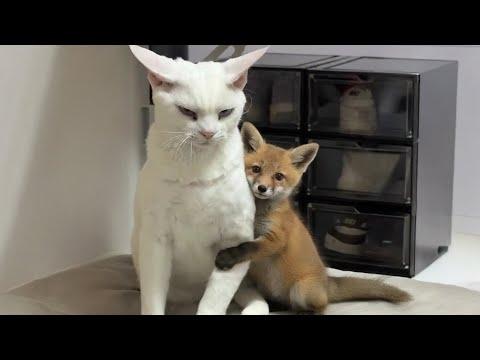 Nature Said “No Rules”… Then Sent a Cat and a Fox #Video