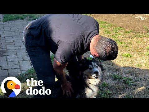 Husky Who Spent His Whole Life Alone In A Yard Gets Rescued #Video