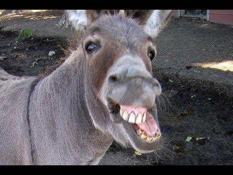 Funny Donkey Videos - Funny Animals Videos