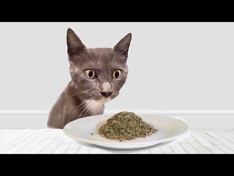 Cats Try Catnip For The First Time #Video