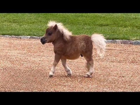 This Tiny Horse’s Reaction to Golden Retrievers Will Melt Your Heart #Videos