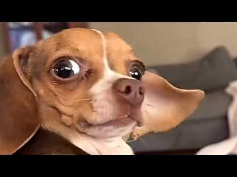 Tiny dog takes protecting her territory way too seriously #Video